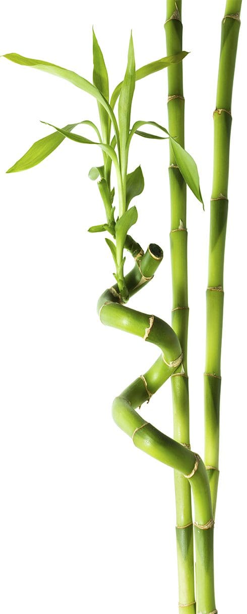 longbamboo