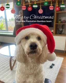 Merry Christmas from the team at Plantation Bamboo 🎄⁠
⁠
A massive thanks to all our customers, suppliers and partners for their support this year.⁠
⁠
⁠Wishing everyone a safe and happy holiday break. ✨️⁠
⁠
⁠
#plantationbamboo #bamboo #bamboochristmas
