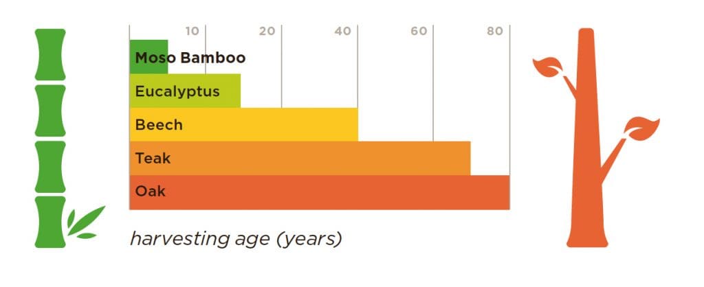 bamboo growth graph