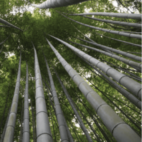 Bamboo forest image