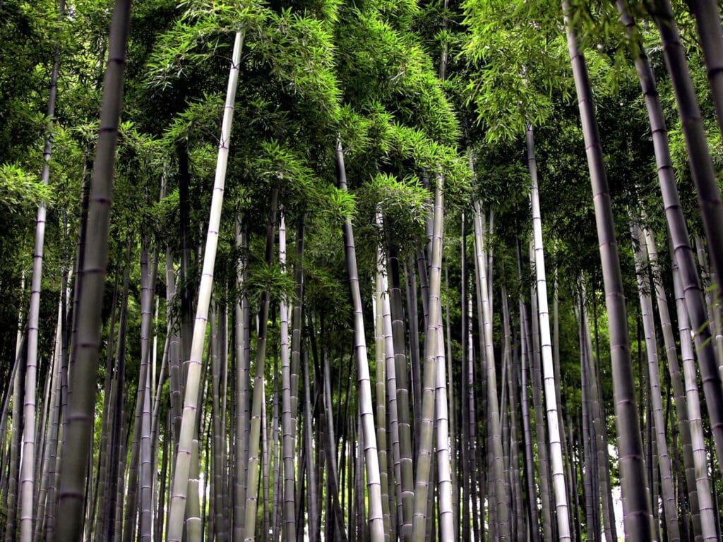 bamboo sustainable forest