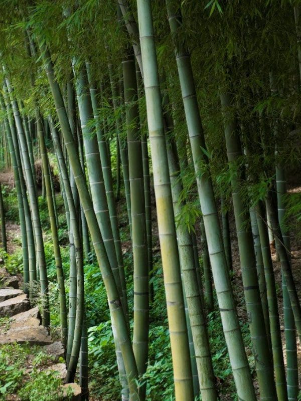 Bamboo Forest