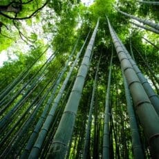 bamboo shoots in a forest