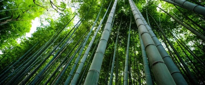 bamboo shoots in a forest