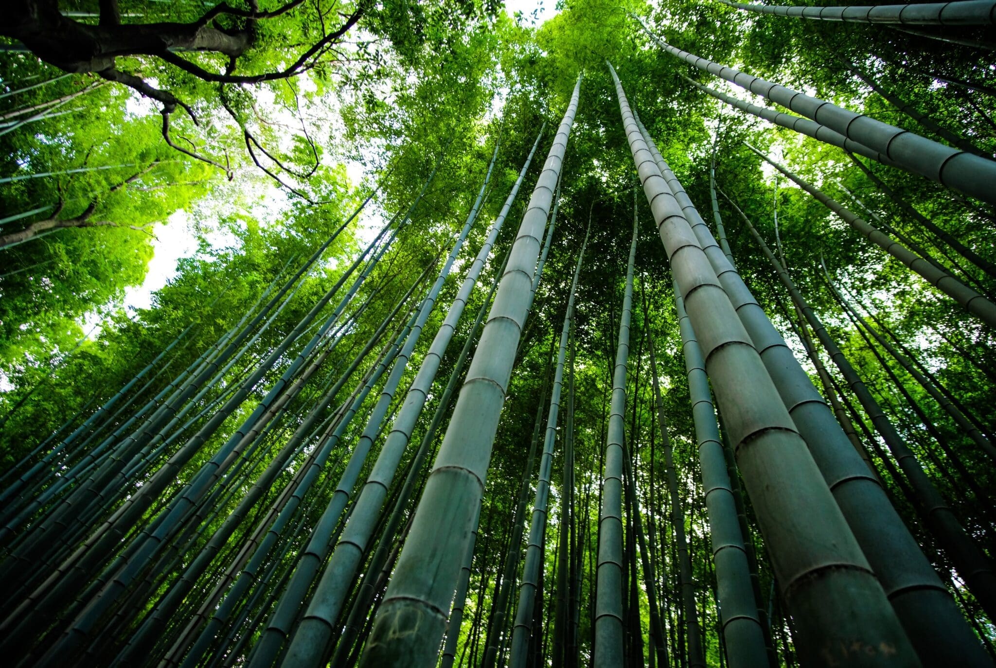 bamboo shoots in a forest