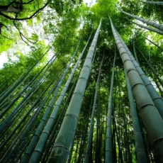 Why bamboo is perfect for an eco-friendly home bamboo shoots in a forest