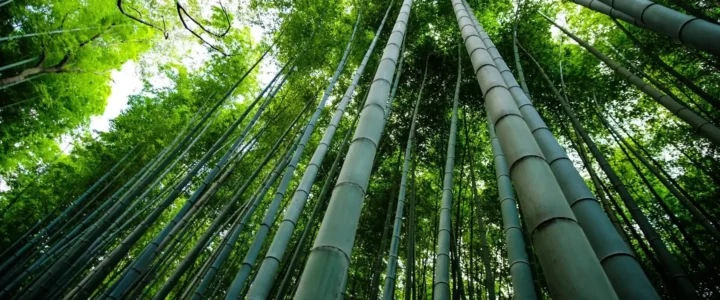 Why bamboo is perfect for an eco-friendly home bamboo shoots in a forest